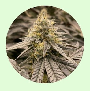 Renewal Gardens - Renewal Gardens | Chem Kesey | 3.5g [I]