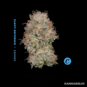 Ridgeline Lantz Mixed Light - 3.5G