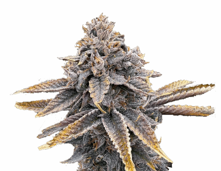 [REC] Victory Natural Farms | Sour Blueberry | 3.5g Flower