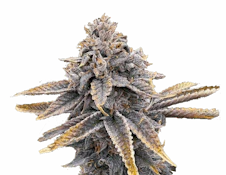 [REC] Victory Natural Farms | Sour Blueberry | 3.5g Flower