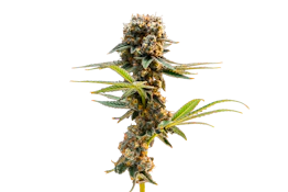VERTICAL - SCOTCH AND SODA 3.5 GRAMS