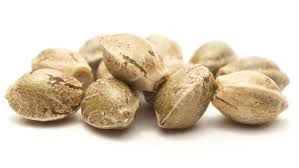 420 - PEANUT BUTTER BREATH x 8541 5pk SEEDS Main Image