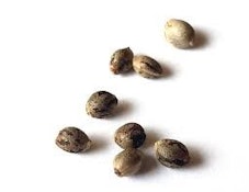 BLUE BANANA Z -20pk SEEDS