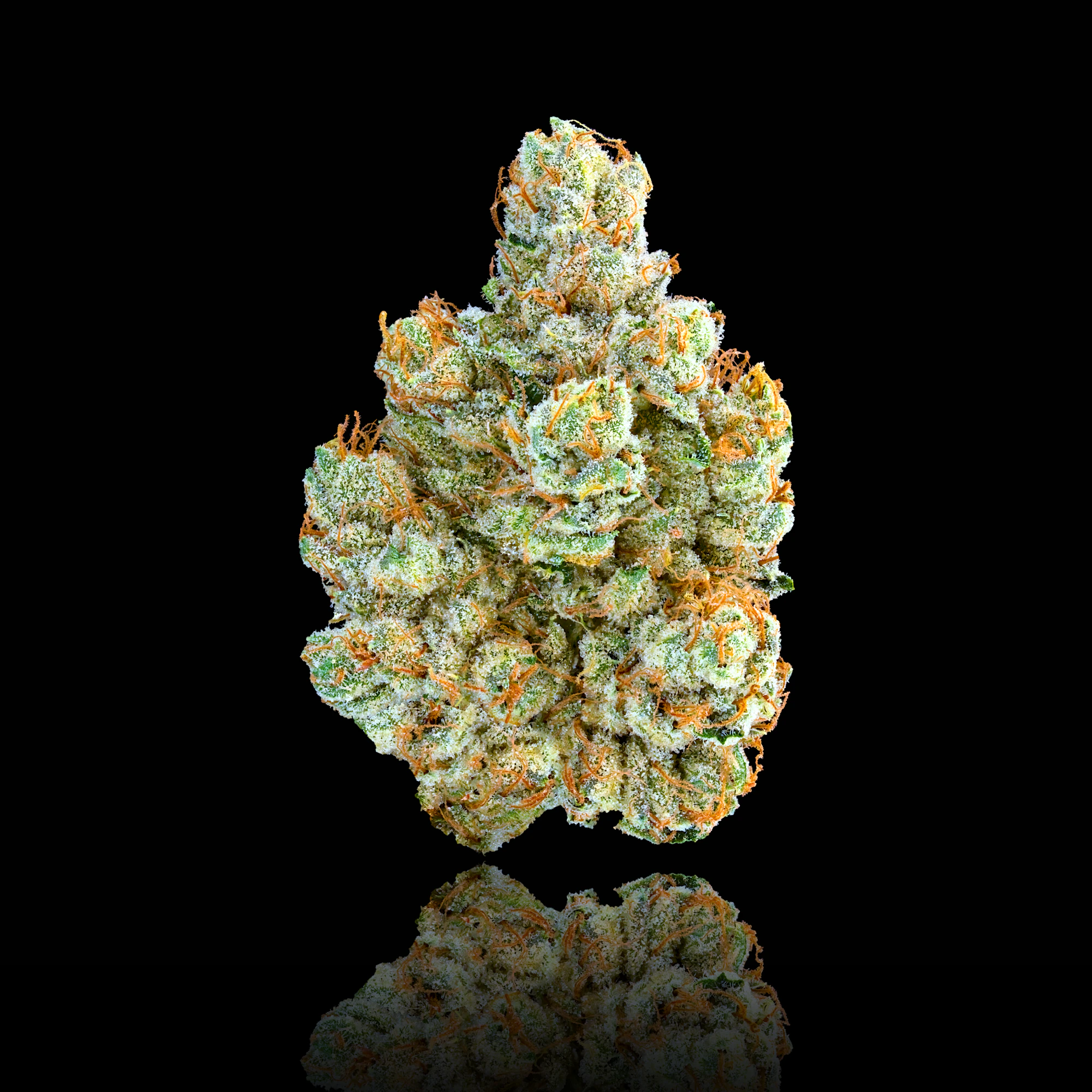 Maven Genetics - SFV OG - 3.5g (H) - Maven Main Image
