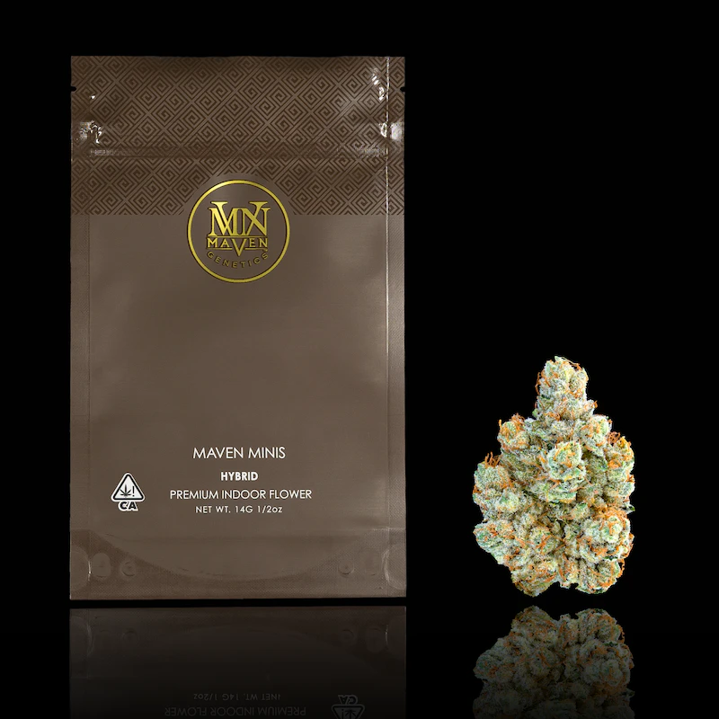 Maven Genetics - SFV OG (Minis) - 14g (H) - Maven Main Image
