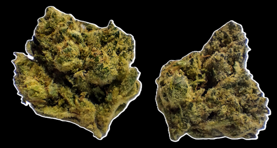 BLUE RAIN - San Fernando x TK - Flower