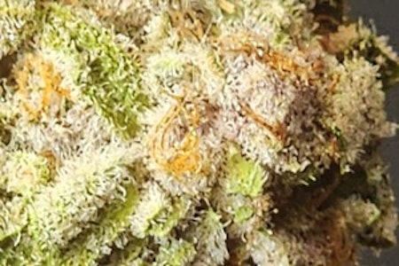 Myndset Herbs - MH | Super Buff Cherry