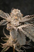 SCOUT & SEED - SUPER POP ROCKS 3.5 GRAMS