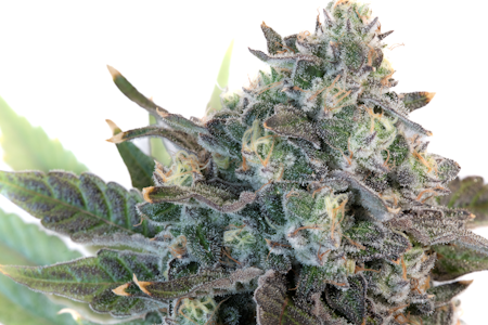 SCOUT & SEED - SCOUT & SEED - GELATO 41 SMALLS 14 GRAMS