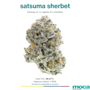 MOCA Flowers - MOCA Flowers - 1G Smalls - Satsuma Sherbet
