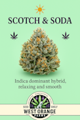 Scotch and Soda 7g