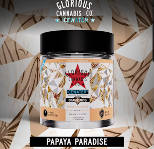 GLORIOUS CANNABIS - Glorious - Papaya Paradise .5G DIAMOND Bubble Hash Pre-Roll (3 Pack)