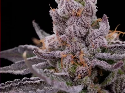 SNOWTILL - Snowtill Indoor Flower 3.5g - Electric Sugar 25%