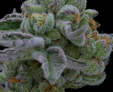 SNOWTILL - Snowtill Indoor Flower 3.5g - Pie Scream 32%