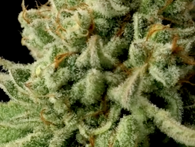 SNOWTILL - Snowtill Indoor Flower 3.5g - Grumpy Tiger 25%