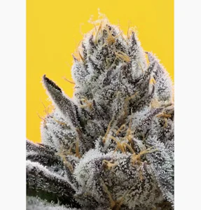 710 Labs - 710 Labs Flower 3.5g - Z