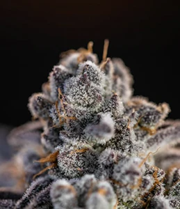 SNOWTILL - Snowtill Indoor Flower 3.5g - Truffle Fries 25%