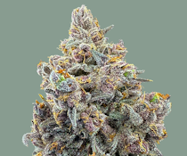 Fruit Pebblez - 28g - Trifecta Farms