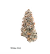 T.E.G. Indoor Flower 3.5g - Freeze Cup 28%