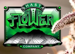 Shasta Flower 3.5g - Bride of Frankenstein 28%