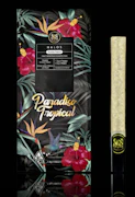 Maven - Preroll - Infused - 5pk - Paradiso Tropical