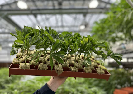 U4EA FARMS - Ready-to-plant cannabis clones PRE-ORDER | READ DESCRIPTION | TAXES INCLUDED