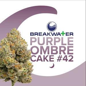 Breakwater - [MED] Breakwater | Purple Ombre Cake #42 | 7g Flower