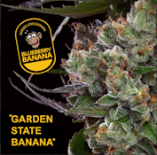 [REC] Garden Greens | Blueberry Banana | 3.5g Flower
