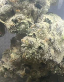 Green Leef Pharms - TIRE FIRE #10-28G Main Image