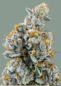 Trifecta Farms - Lemon Cake - 28g - Trifecta Farms