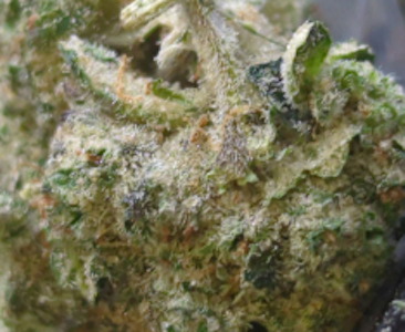 Green Leef Pharms - London Poundz-1g prepack