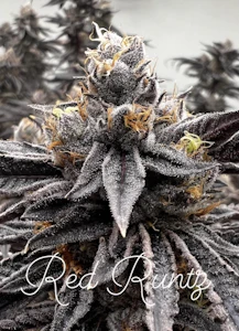 CA420 - CA420 - Red Runtz - 3.5g FLower