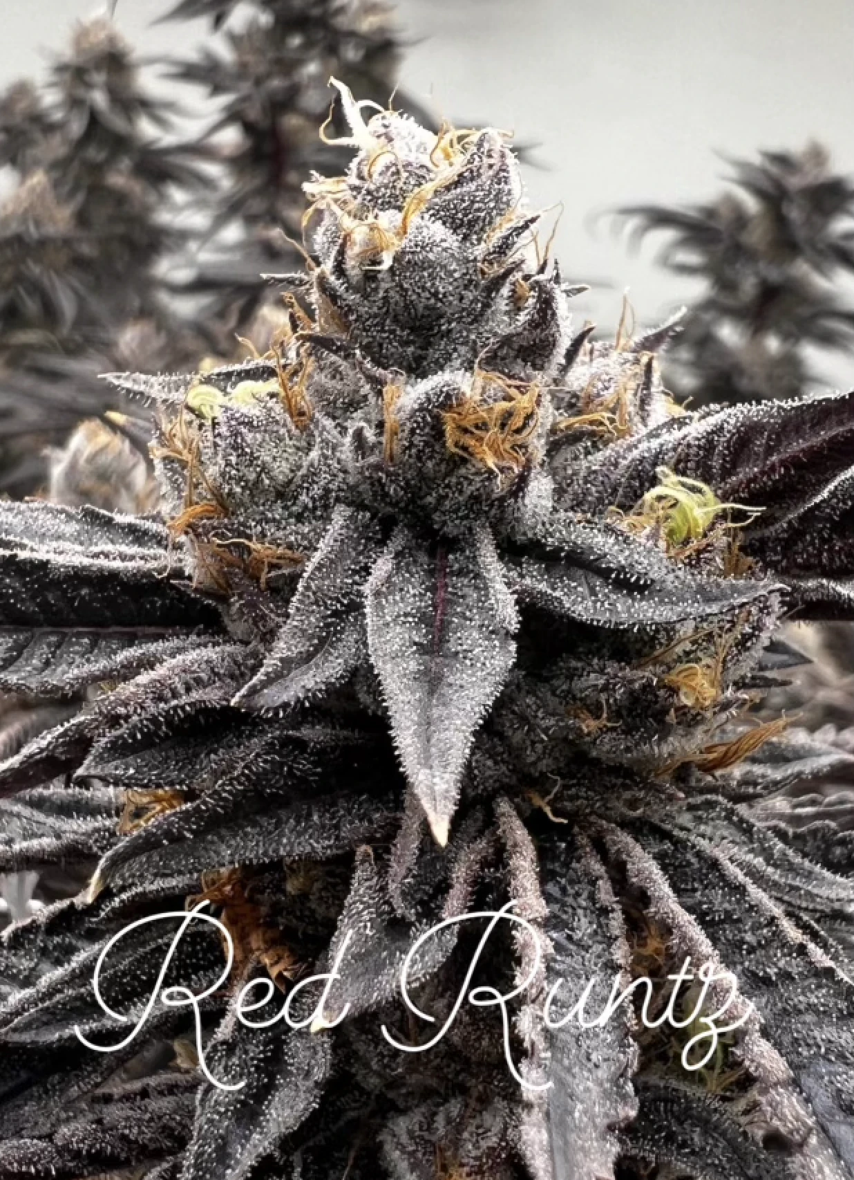 CA420 - CA420 - Red Runtz - 3.5g FLower Main Image