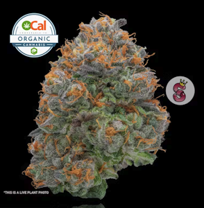 NO TILL KINGS - No Till Kings 3.5G Gelato 41 Flower