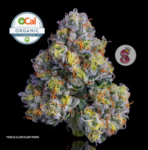 NO TILL KINGS - No Till Kings 3.5G SFV x Animal Mints Flower