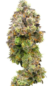 Harbor House - Gary Payton - 0.5g - Harbor House