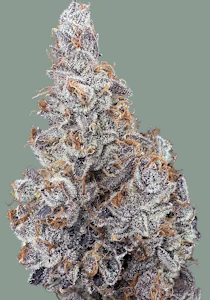 Trifecta Farms - Grenadine - 14g - Trifecta Farms