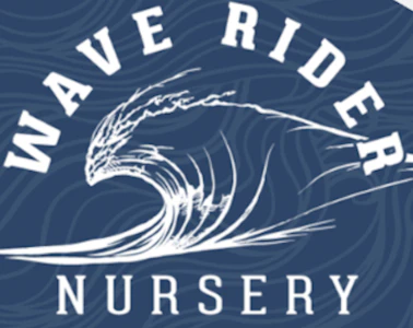 Wave Rider - GMO-BX1 (I) | 28g Bag | Wave Rider