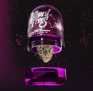 WIZARD TREES - Wizard Trees 3.5G Zoza Premium Indoor Flower