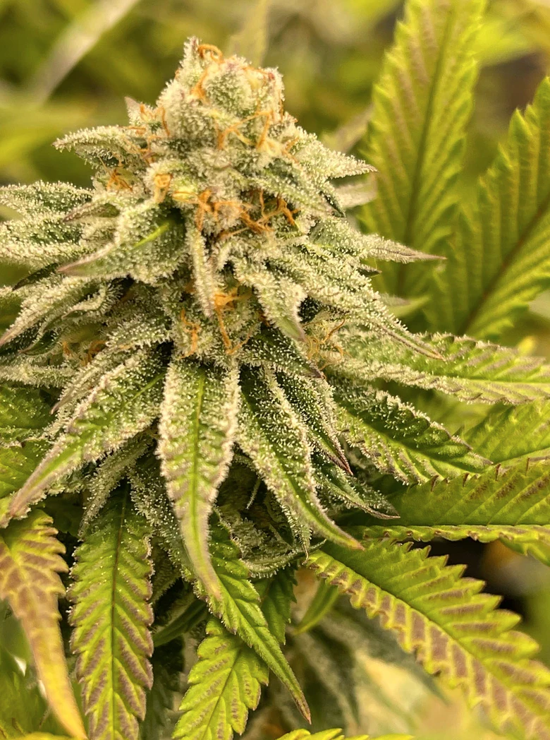 HeadyCo - Unicorn Poop - 1g - HeadyCo Main Image