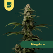 The Botanist | Flower | Margalope | 3.5g