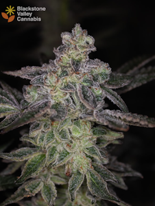 Blackstone Valley Cannabis - Juicee J - 3.5g - Blackstone Valley Cannabis
