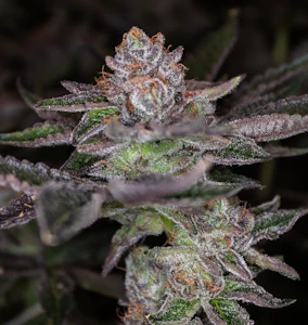 Blackstone Valley Cannabis - Dirty Little Secret - 7g Smalls - Blackstone Valley