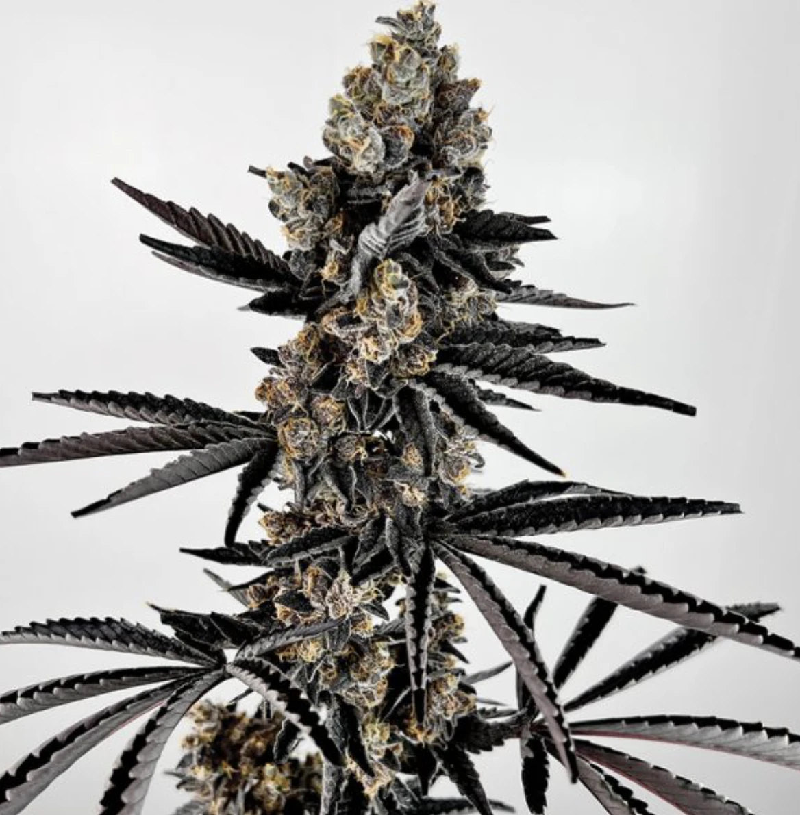 AIRPLANE MODE - Planet Sherb | 14g Full Buds | TAXES INCLUDED Main Image