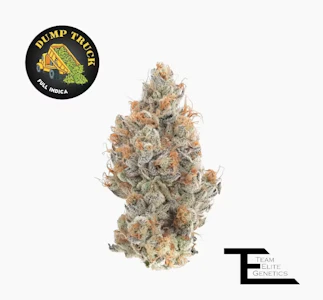 Team Elite Genetics - Team Elite Genetics - Dump Truck - 3.5g Flower