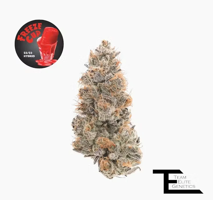 Team Elite Genetics - Team Elite Genetics - Freeze Cup - 3.5g Flower Main Image