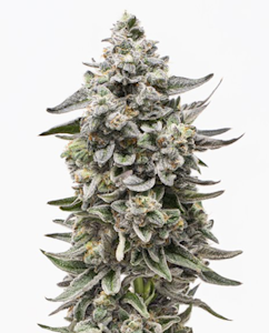 GROWN ROGUE - Grown Rogue | Reserve | Blue Runtz | 3.5g