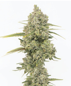 Grown Rogue | Jack Herer | 7g