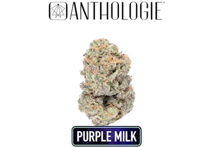 ANTHOLOGIE - Purple Milk 3.5g
