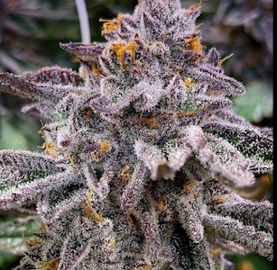 420 KINGDOM - King's Aero - KP Runtz - 4g Flower - 420K